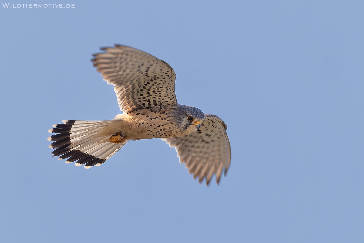 Turmfalke 10