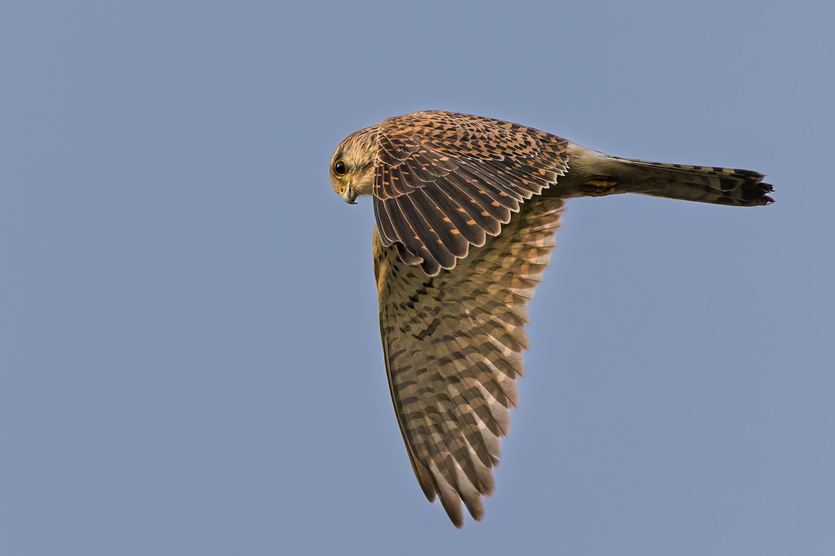 Turmfalke-2