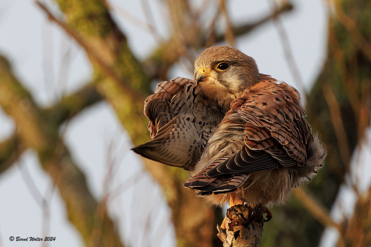 Turmfalke 3