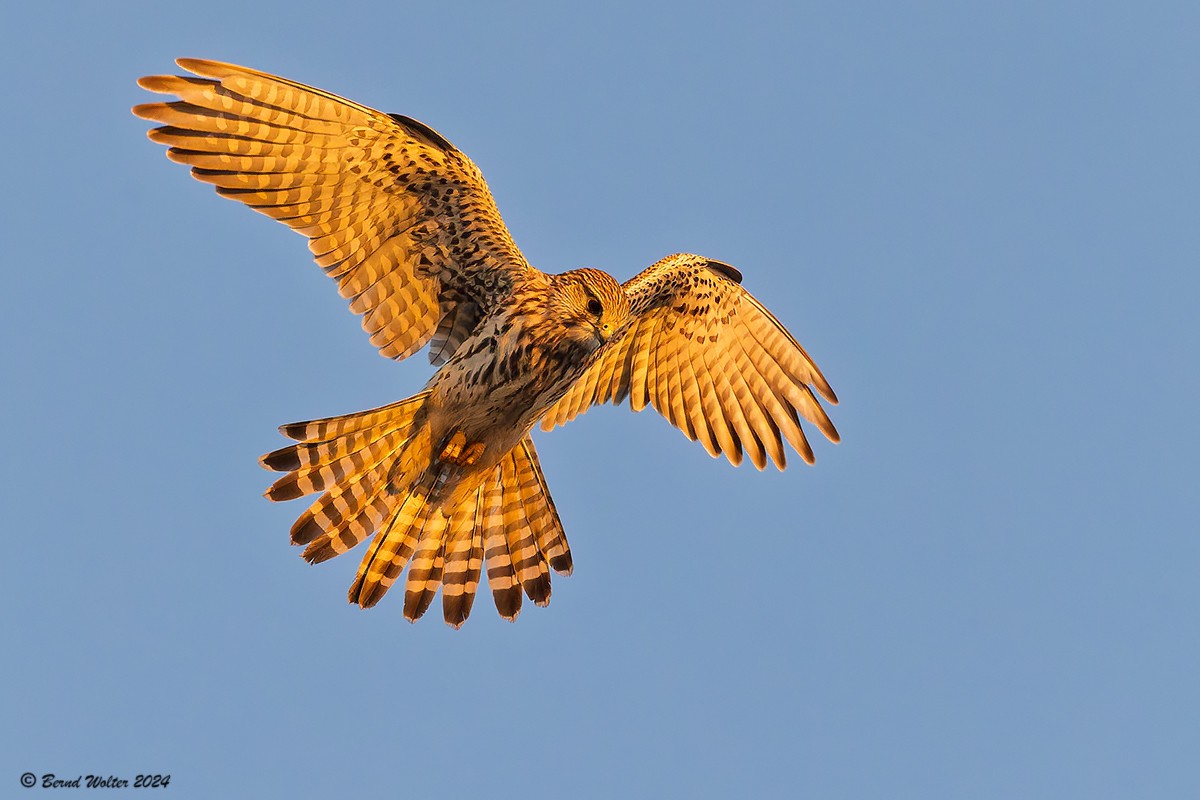 Turmfalke 4