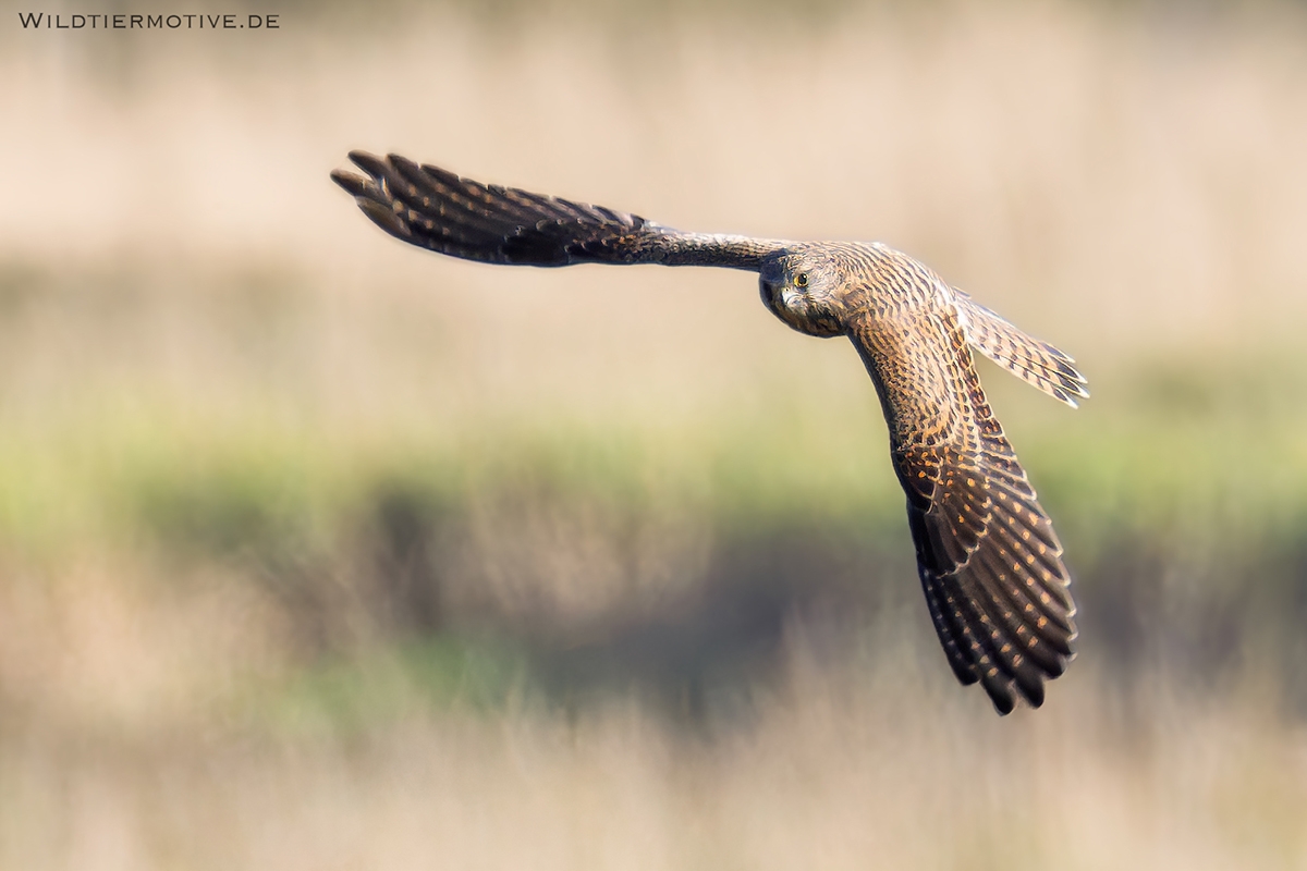 Turmfalke 9