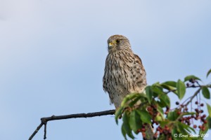 Turmfalke 5