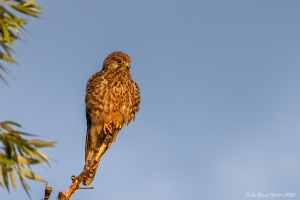 Turmfalke 6
