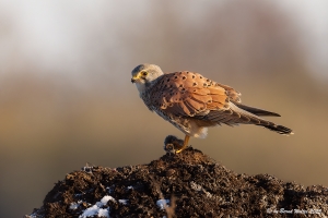 Turmfalke 7