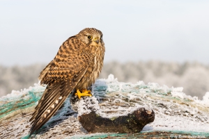 Turmfalke 8