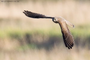 Turmfalke 9