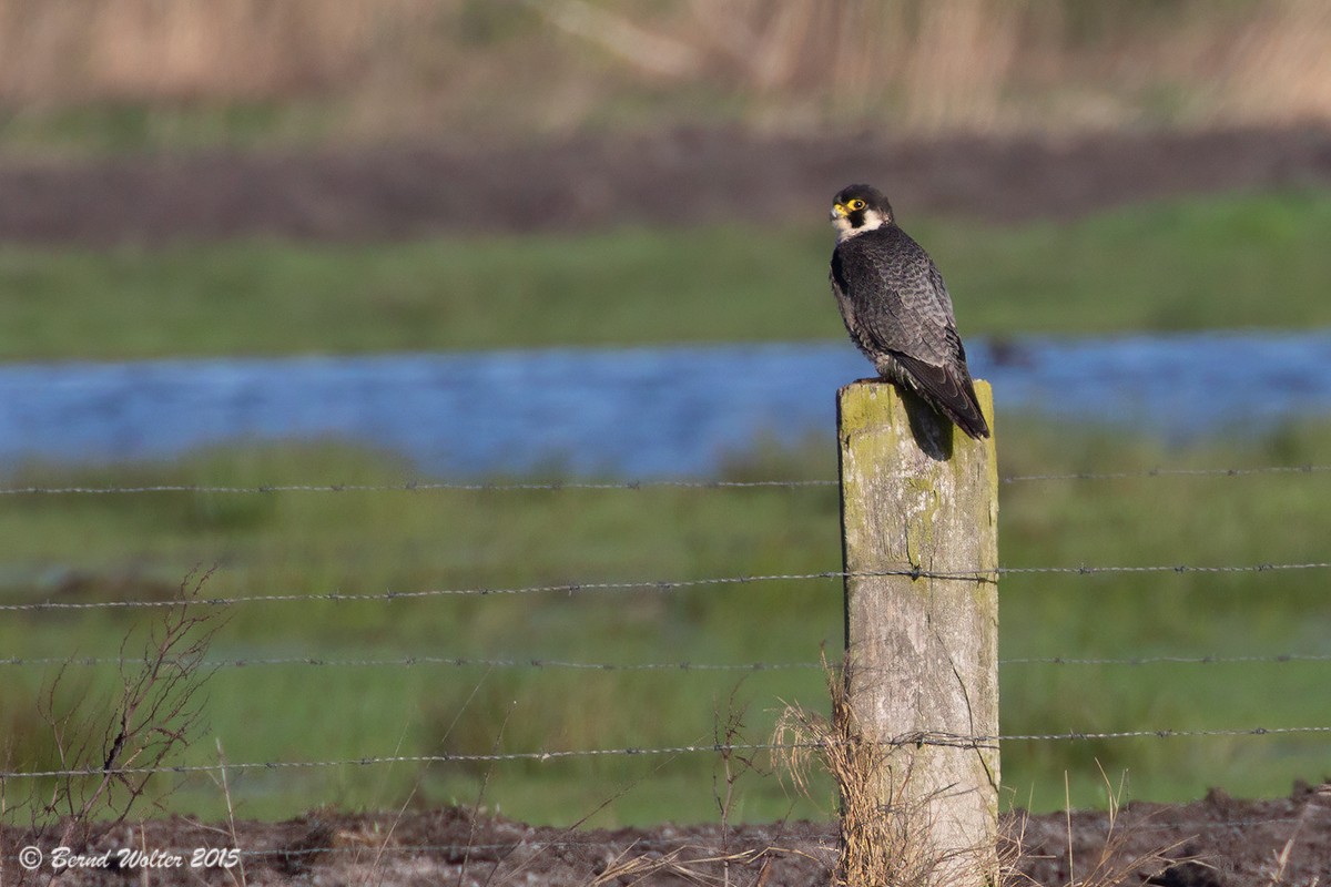 Wanderfalke 1