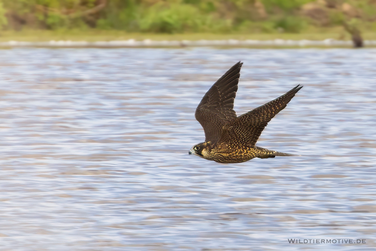 Wanderfalke 2
