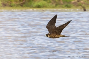 Wanderfalke 2