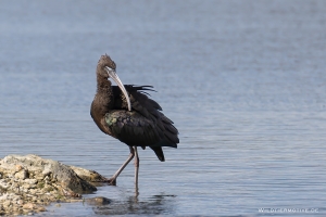 Brauner Sichler 2