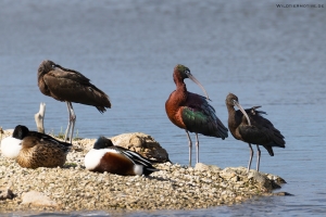 Brauner Sichler 4