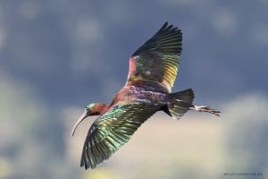 Brauner Sichler 5