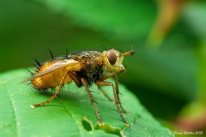 Igelfliege