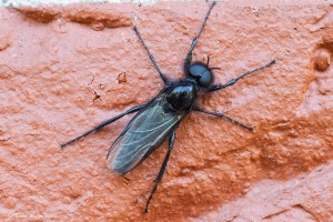 Märzfliege