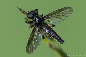 Märzfliege 2