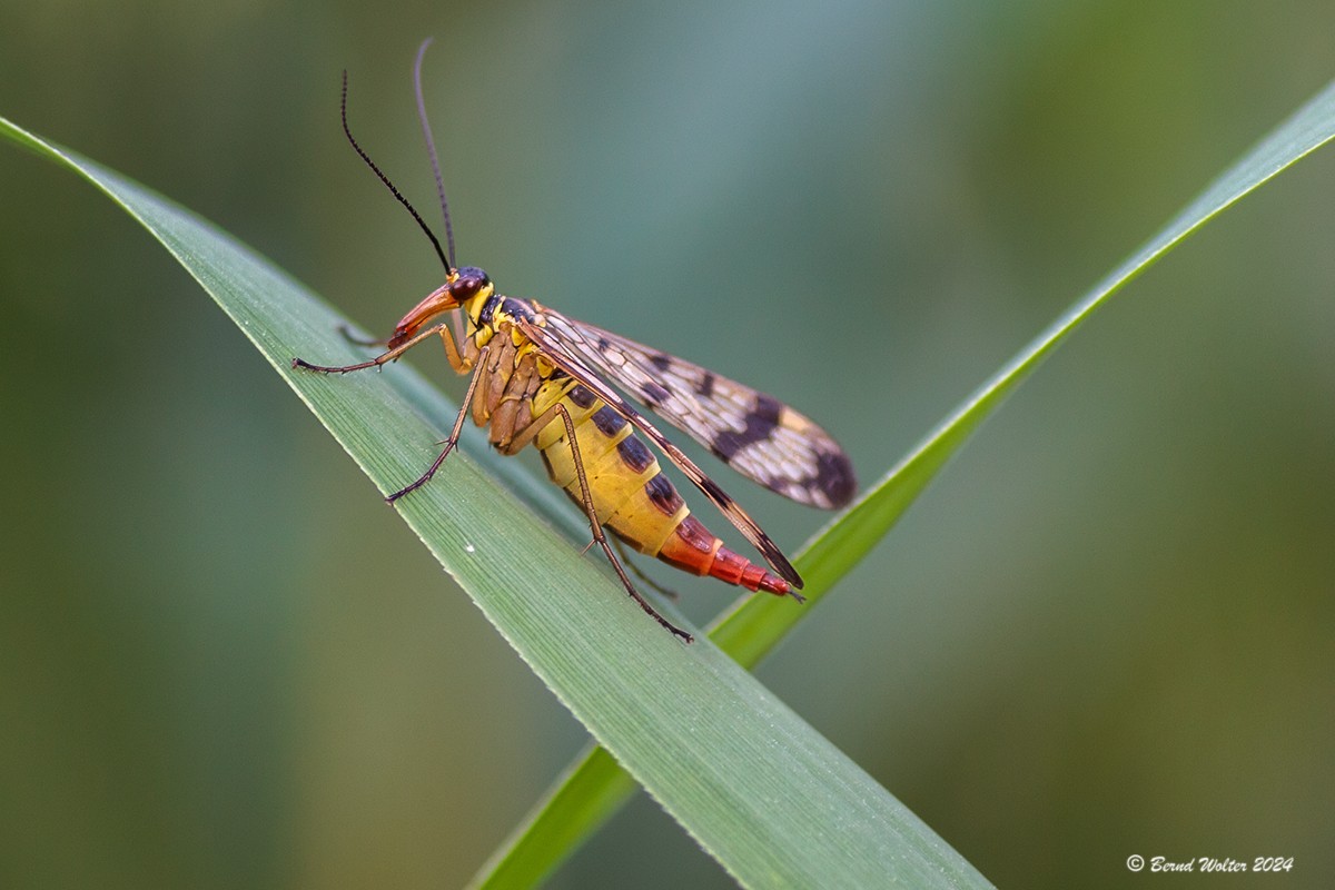 Skorpionfliege 1