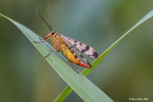 Skorpionfliege