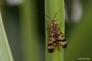 Skorpionfliege 2