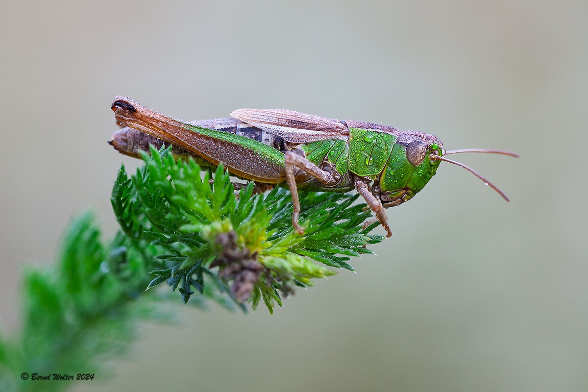 Gemeiner Grashüpfer 1
