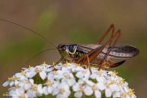Roesels Beißschrecke