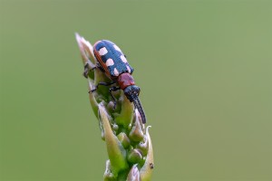 Gewöhnliches Spargelhähnchen