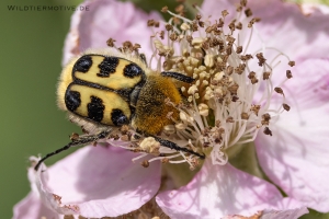 Glattschieniger Pinselkäfer 1 