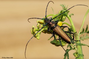 Moschusbockkäfer 2
