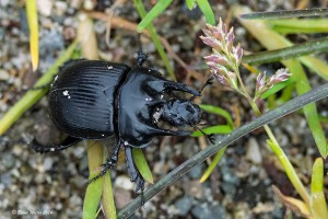 Stierkäfer