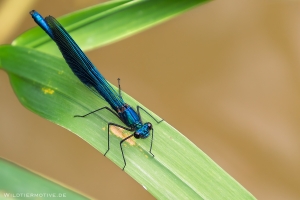 Blaufluegel-Prachtlibelle 3