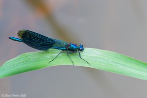 Blauflügel-Prachtlibelle