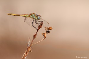 Frühe Heidelibelle