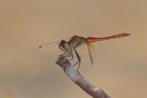 Frühe Heidelibelle  3