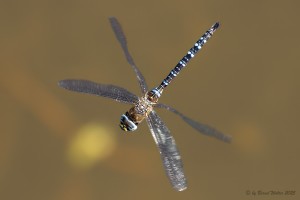 Herbst-Mosaikjungfer