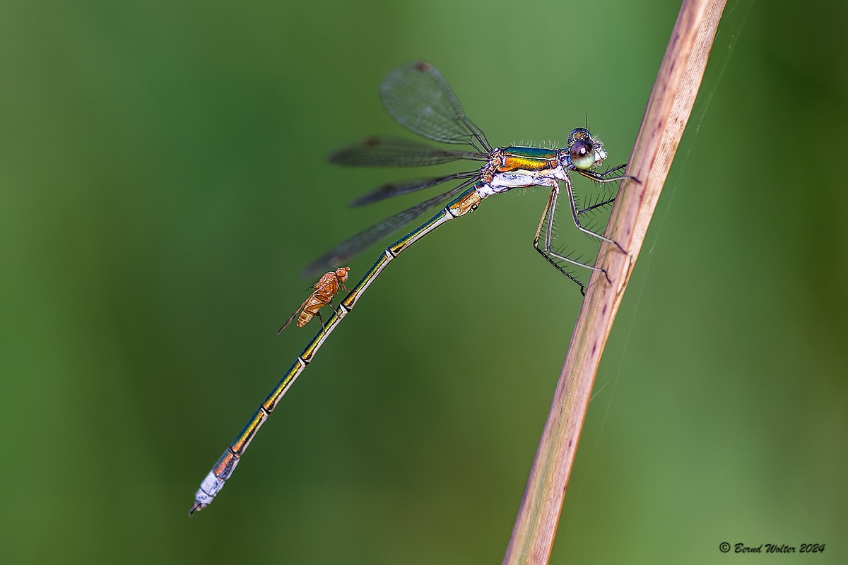 Kleine Binsenjungfer 1