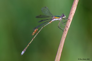 Kleine Binsenjungfer