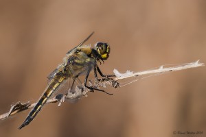 Vierfleck-Libelle