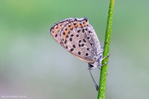 Brauner Feuerfalter