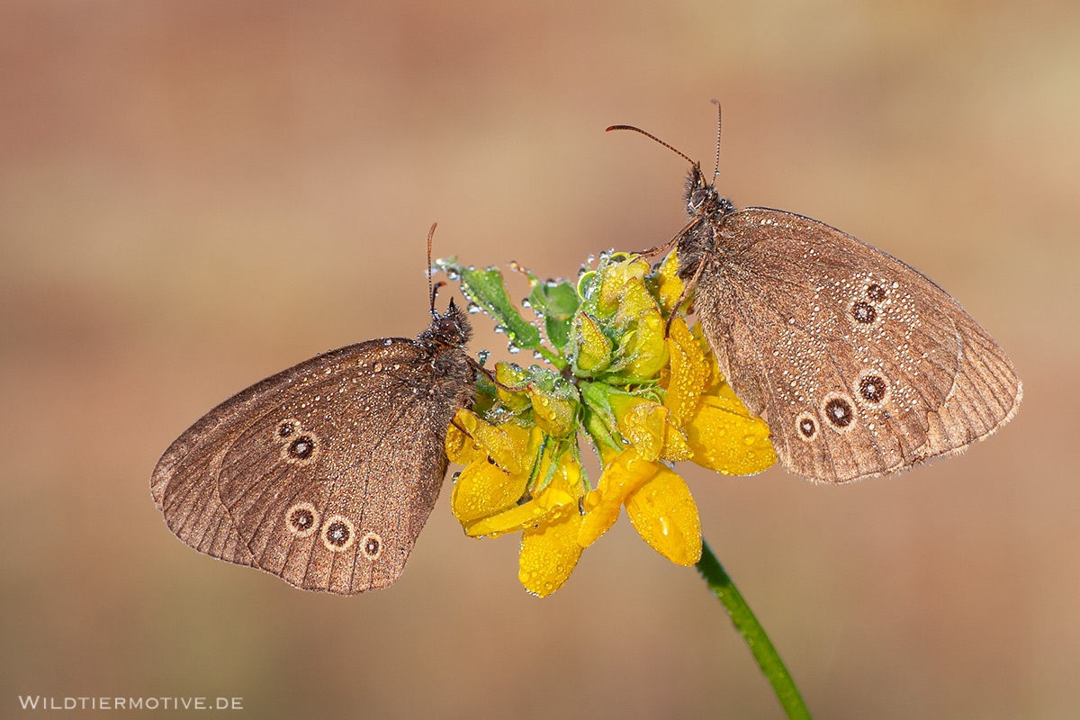 Brauner Waldvogel 1