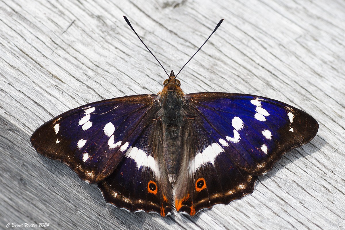 Grosser Schillerfalter 2