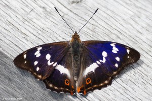 Grosser Schillerfalter 2