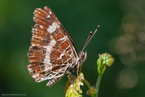 Landkärtchen