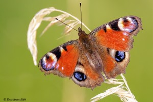 Schmetterlinge