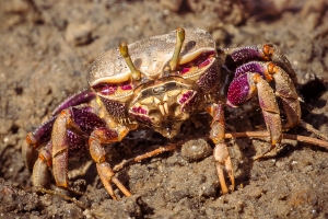 Winkerkrabbe