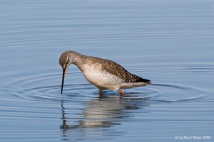 Dunkelwasserläufer