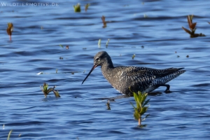 Dunkler Wasserläufer 2