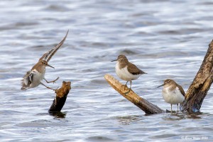 Flussuferläufer 1