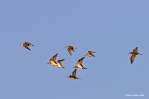 Kampfläufer