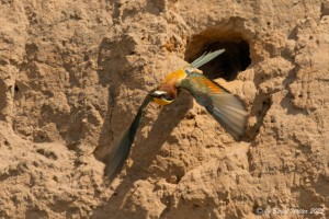 Bienenfresser 3