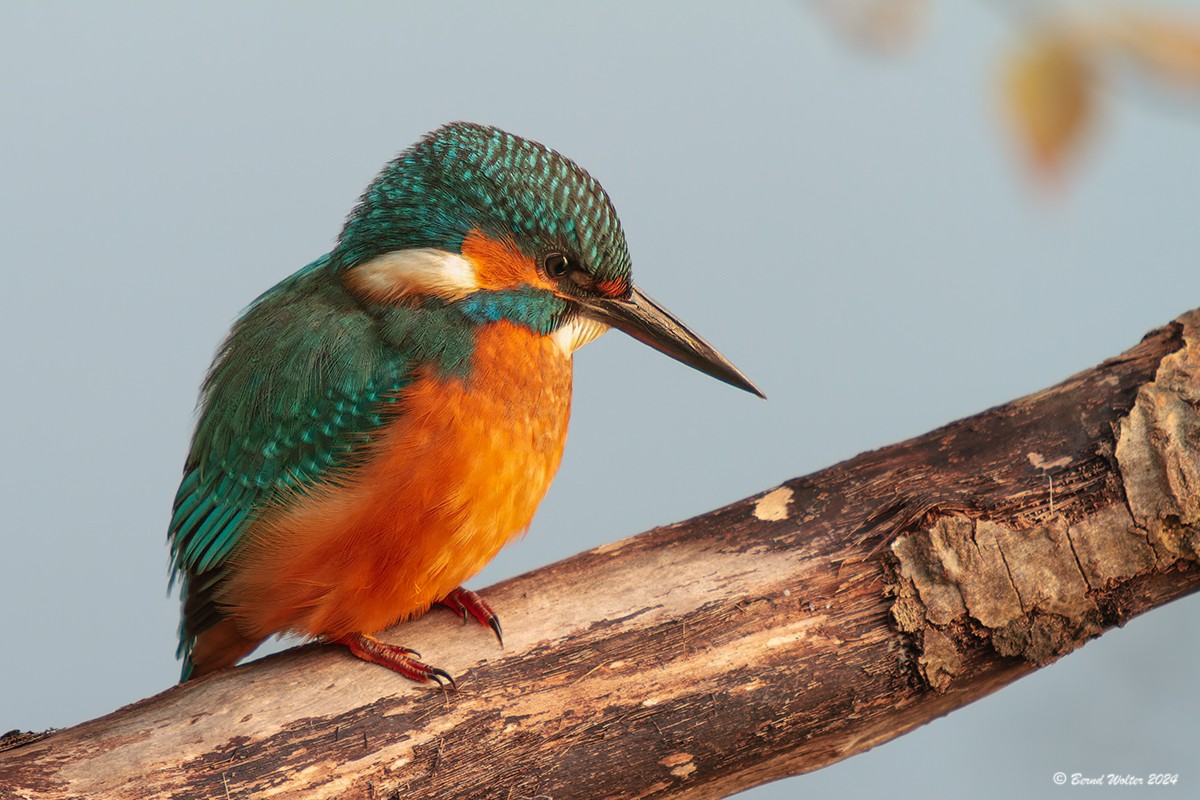 Eisvogel 2