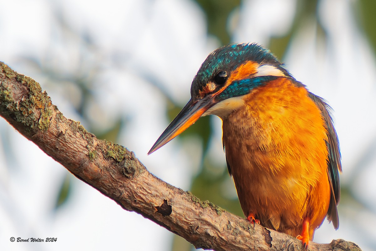 Eisvogel 4